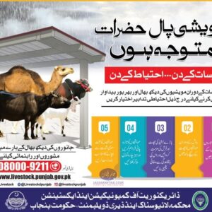 Precautions for animals in rainy season