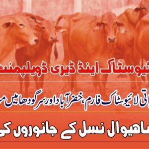 Sahiwal Cows Sale | ساہیوال نسل کے جانوروں کی فروخت