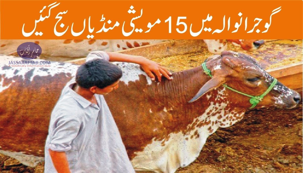 Cattle markets in Gujranwala