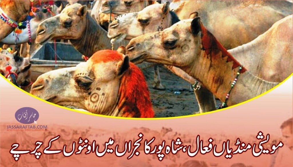 Camels in Shahpur Kanjran cattle market