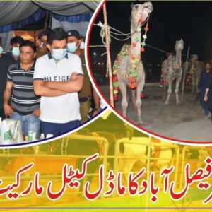 DC Faisalabad visited cattle market