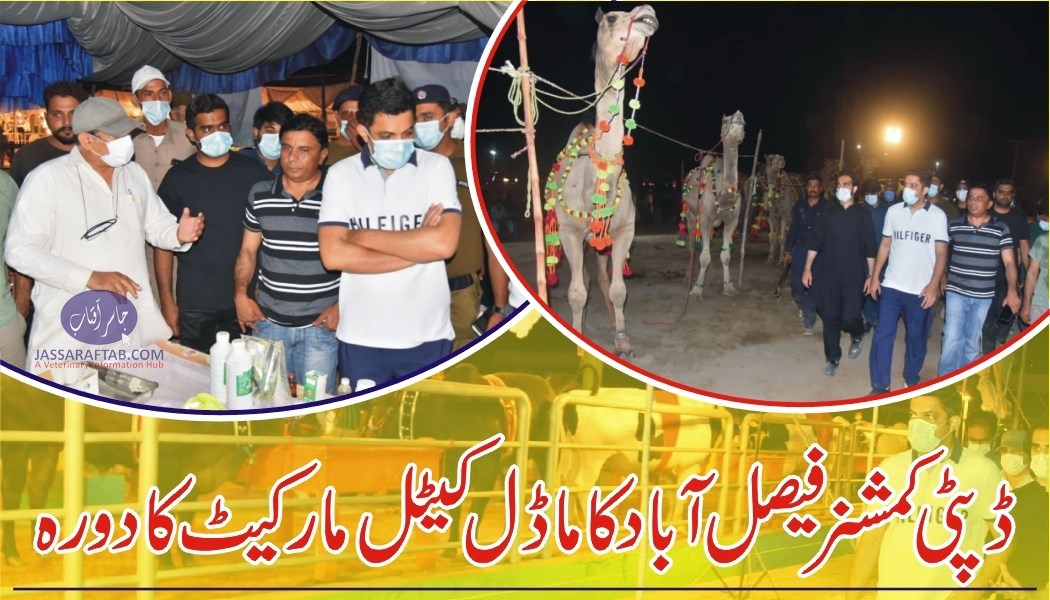 DC Faisalabad visited cattle market