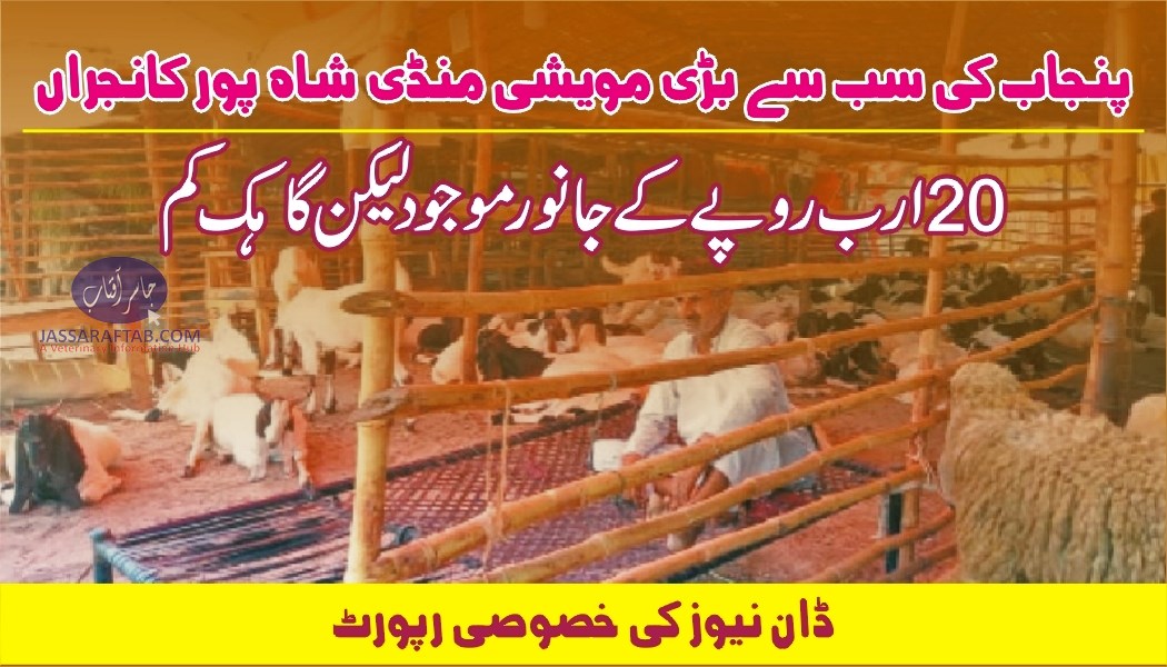 پنجاب کی سب سے بڑی مویشی منڈی شاہ پور کانجراں میں جانور موجود لیکن گاہک کم