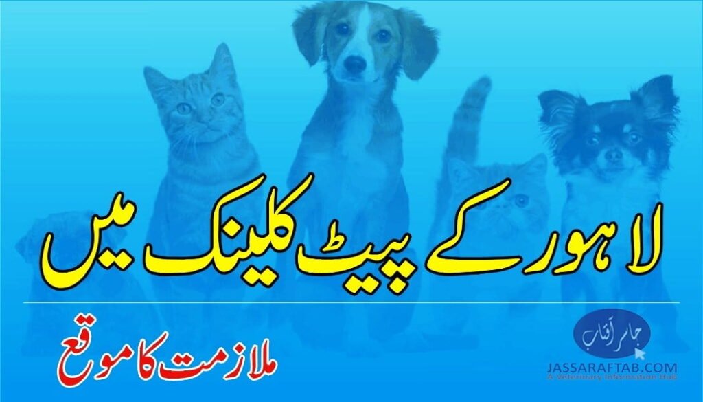 Lahore Pet Clinic Job