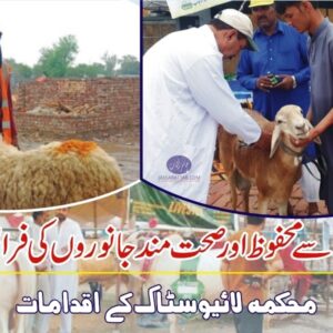 Livestock Department Punjab steps to provide healthy sacrificial animals