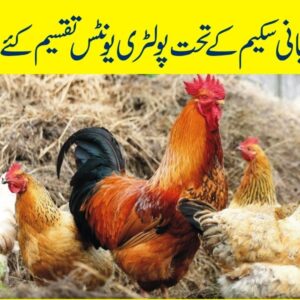 Poultry units