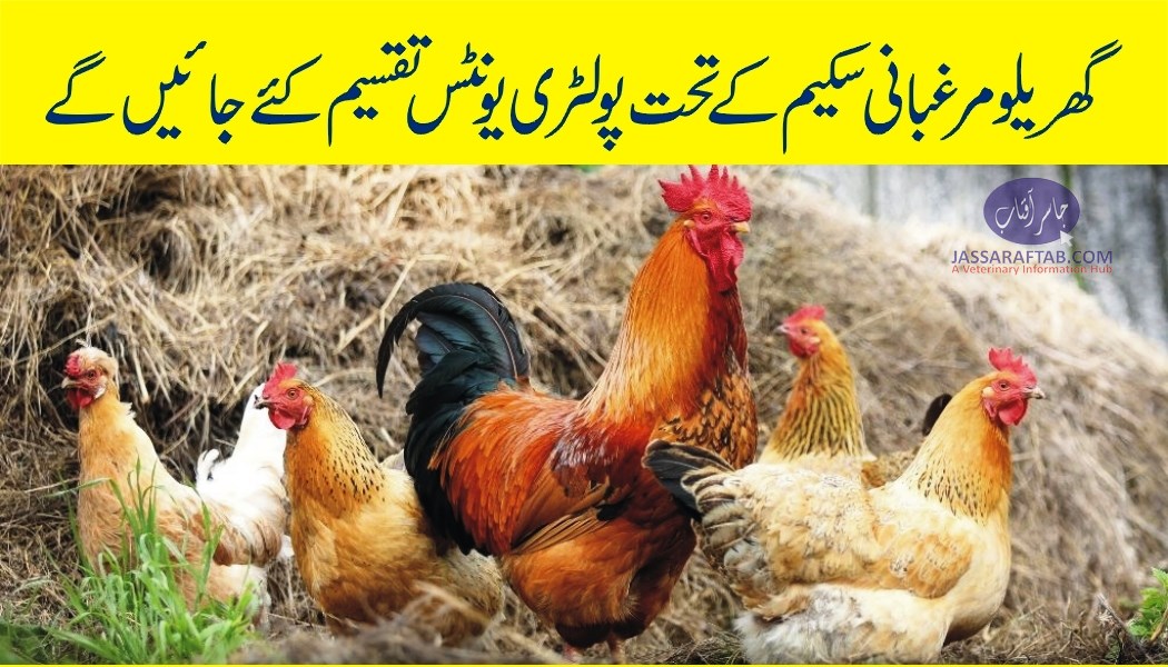 Poultry units under domestic poultry scheme | گھریلو مرغبانی سکیم