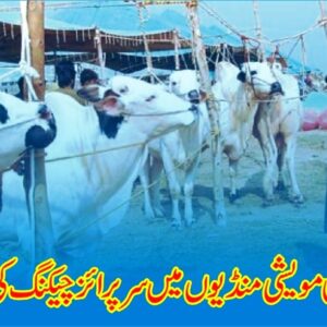 Cattle Mandi in Islamabad | Cattle Markets in Islamabad