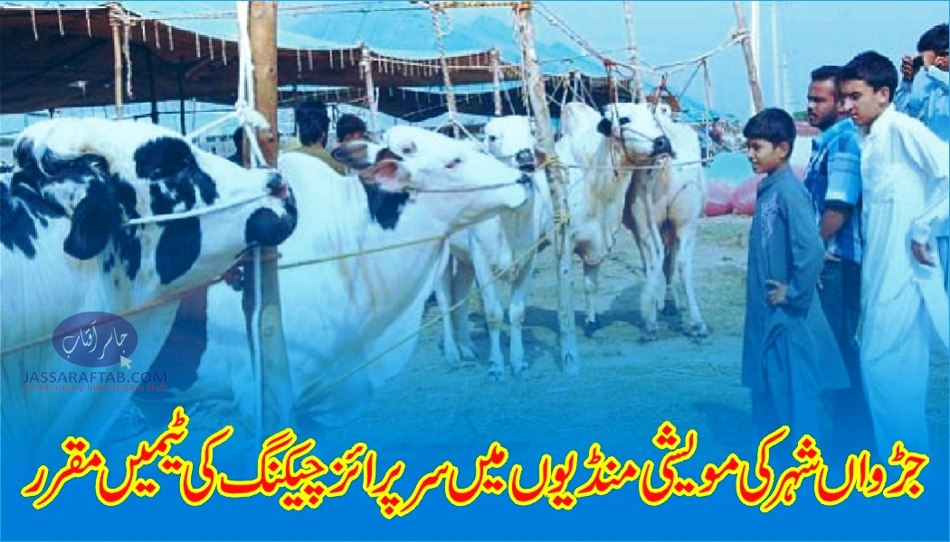 Cattle Mandi in Islamabad | Cattle Markets in Islamabad