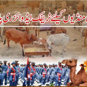 Traffic plan for cattle markets