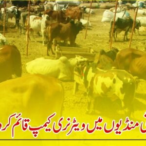 Veterinary camps in cattle mandi