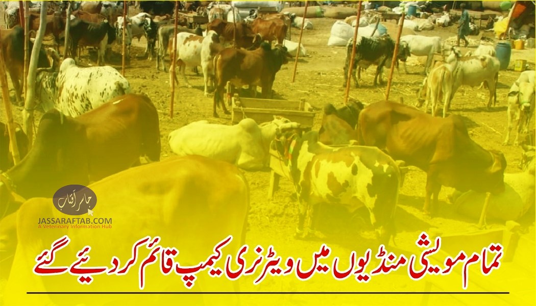 Veterinary camps in cattle mandi