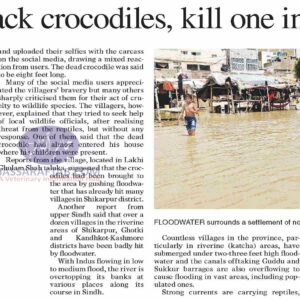Attack on Crocodiles in Shikarpur