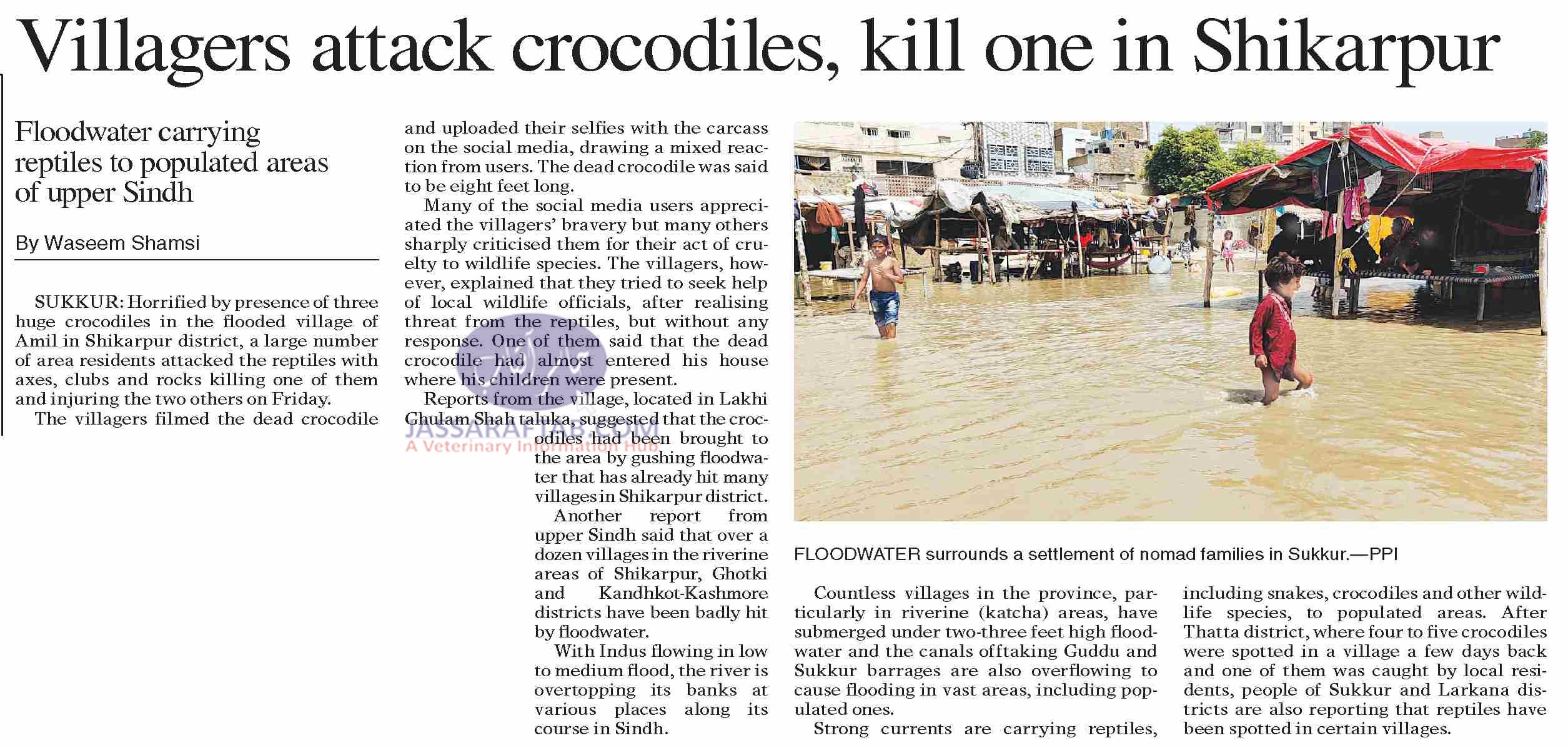 Attack on Crocodiles in Shikarpur