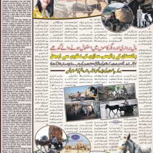 Working conditions of donkeys in Pakistan and Donkey welfare issues