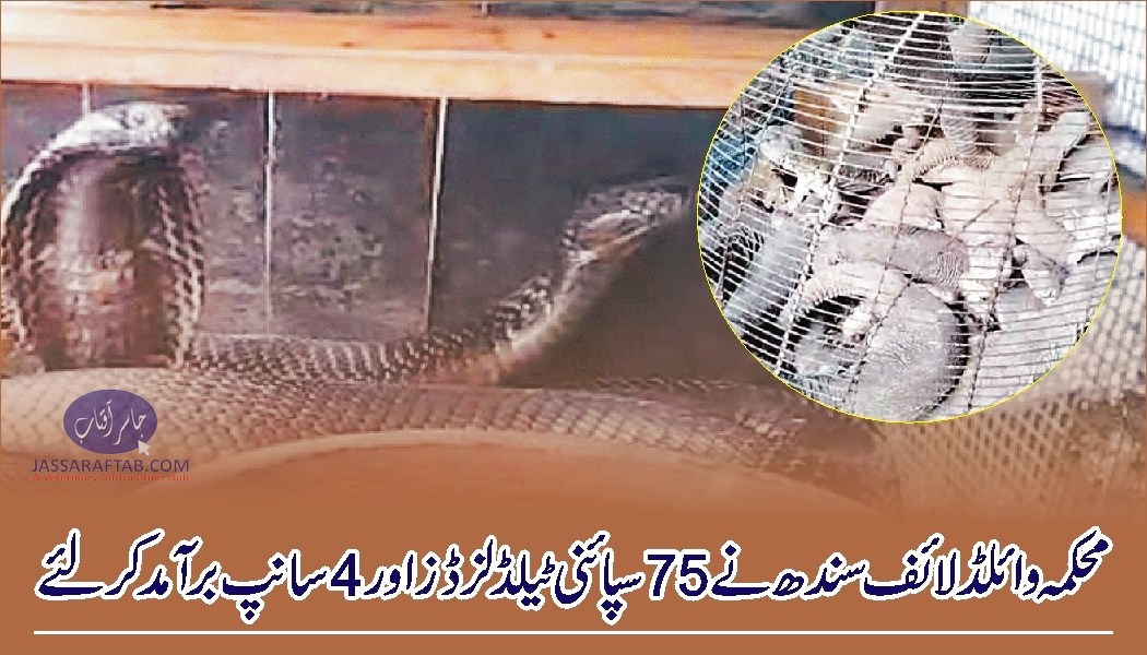 چار سانپ اور پچھتر جنگلی چھپکلیاں محکمہ جنگلی حیات سندھ نے برآمد کر لیں