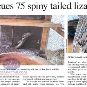 Spiny tailed lizards & four snakes Rescued