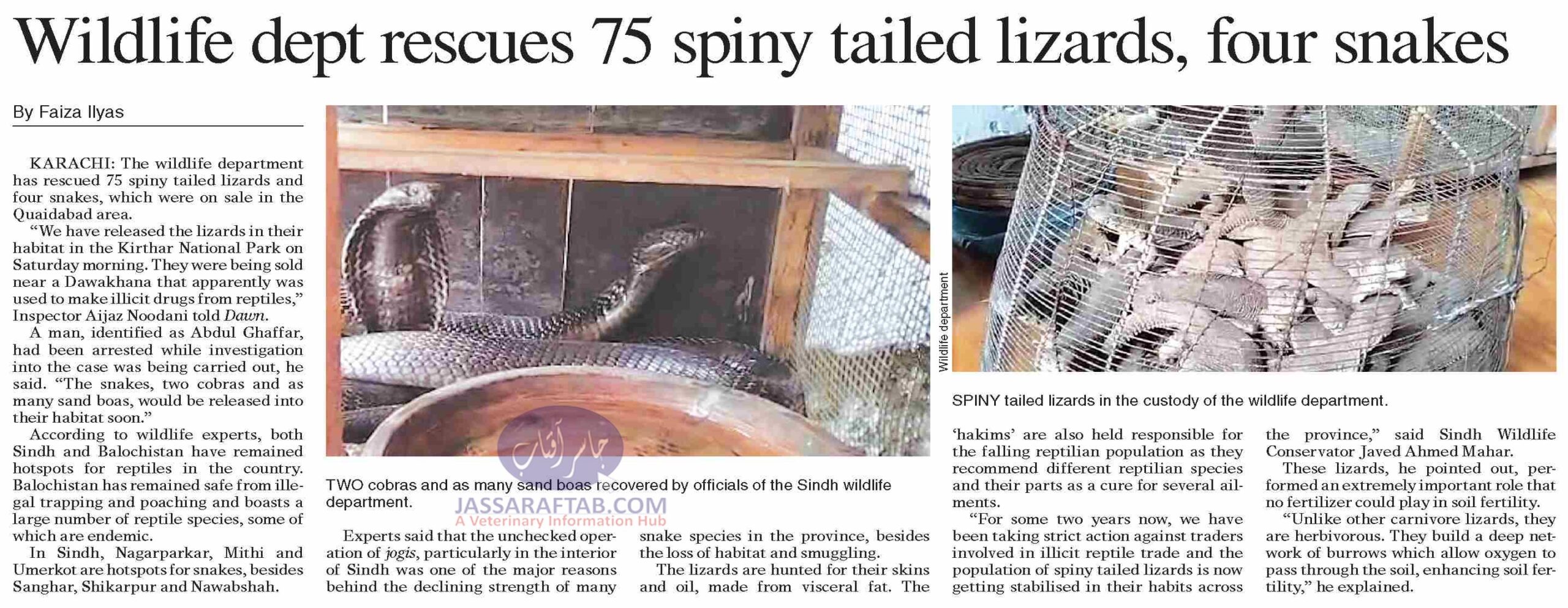 Wildlife dept rescues 75 spiny tailed lizards & four snakes