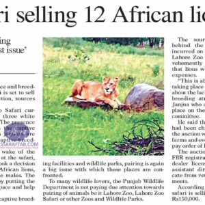 Sale of African Lions in Lahore