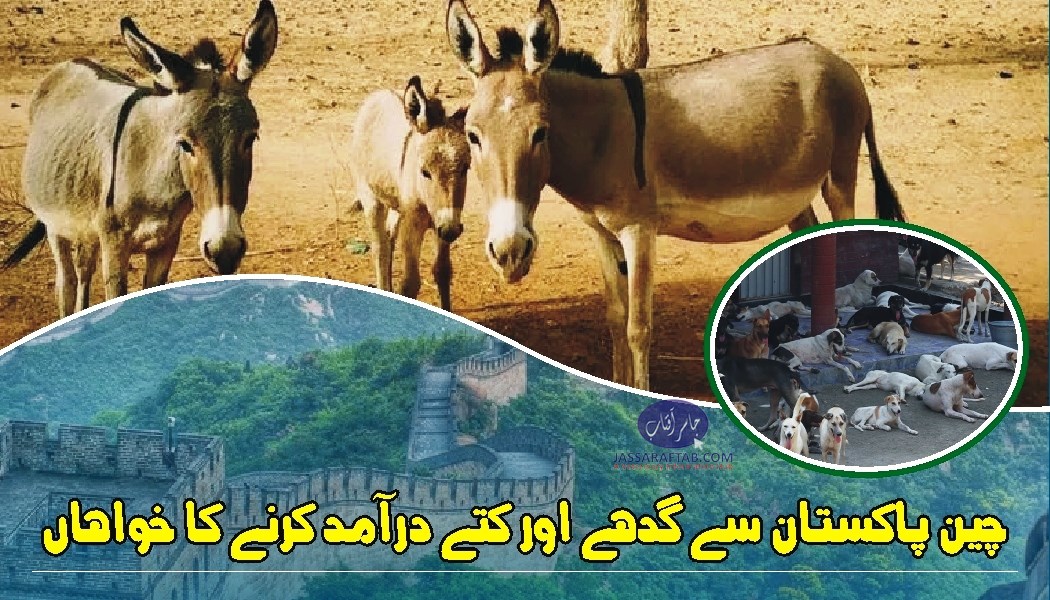 Donkey Export and Dog Export from Pakistan to China
