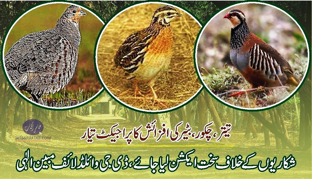 Action Against Illegal Hunting of Migratory Birds