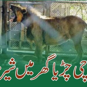 Lion died in Karachi zoo