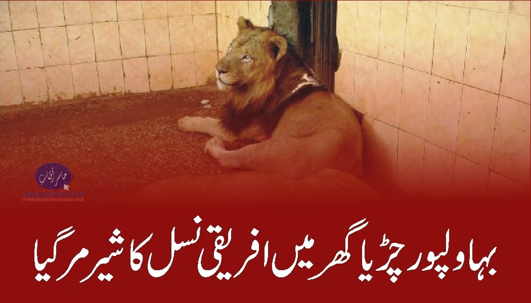 بہاولپور چڑیا گھر میں افریقی نسل کا شیر مر گیا