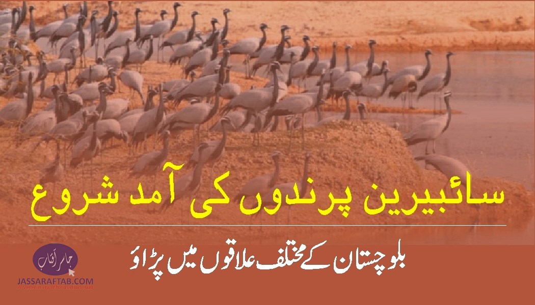 سائبیرین پرندوں کی آمد شروع ،بلوچستان کے مختلف علاقوں میں پڑاؤ