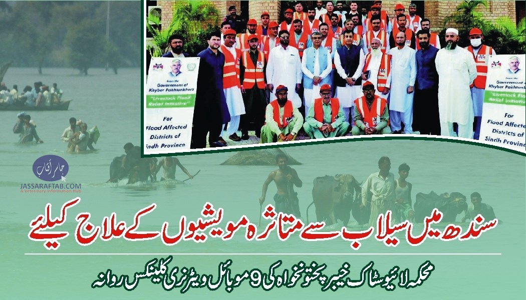 سندھ میں سیلاب سے متاثرہ مویشیوں کے علاج کیلئے محکمہ لائیوسٹاک کی موبائل کلینکس روانہ