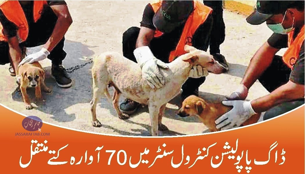 Stray Dogs Population Control Centre