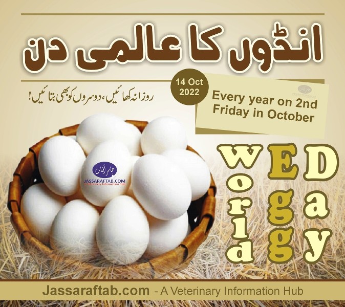 World egg day 2022