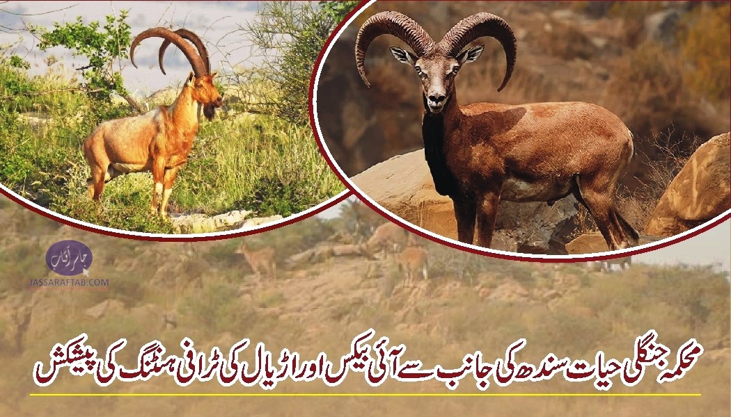 محکمہ جنگلی حیات سندھ کی جانب سے آئی بیکس اوراڑیال کی ٹرافی ہنٹنگ کی پیشکش