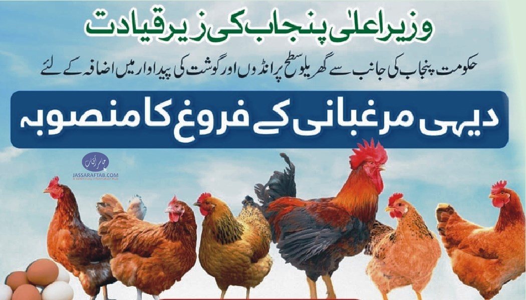 Poultry units in Punjab