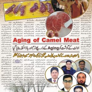 Aging of camel meat and Nutritional value of camel meat