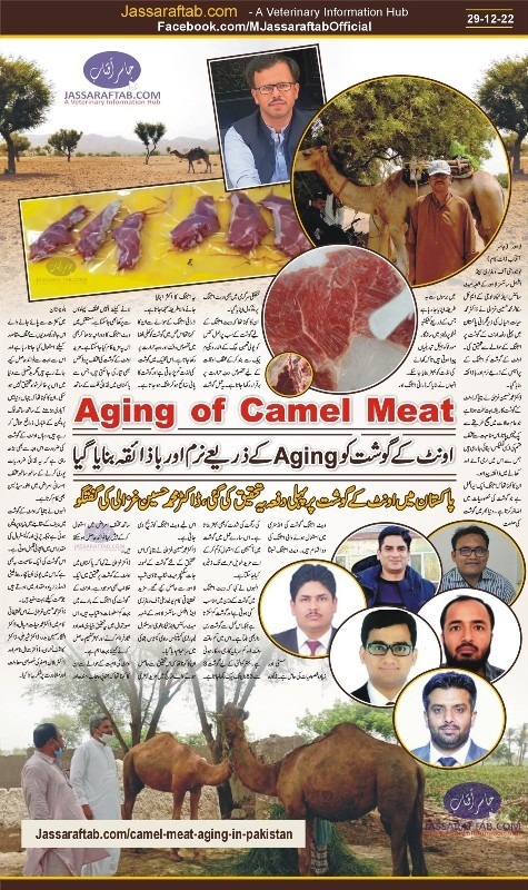 Aging of camel meat and Nutritional value of camel meat