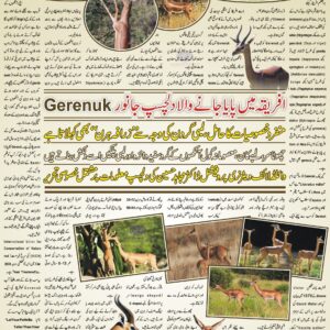 Gerenuk facts or Gerenuk deer ( زرافہ ہرن ) or gerenuk antelope. Gerenuk habitat. Giraffe gazelle