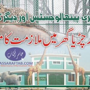 Peshawar Zoo DVM Job for Veterinary Pathologist