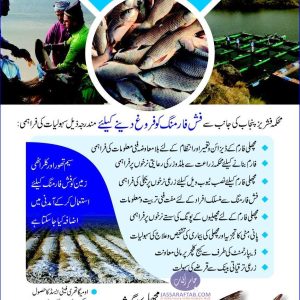 Benefits of Fish Meat |consumption of fish and Fish Meat Benefits