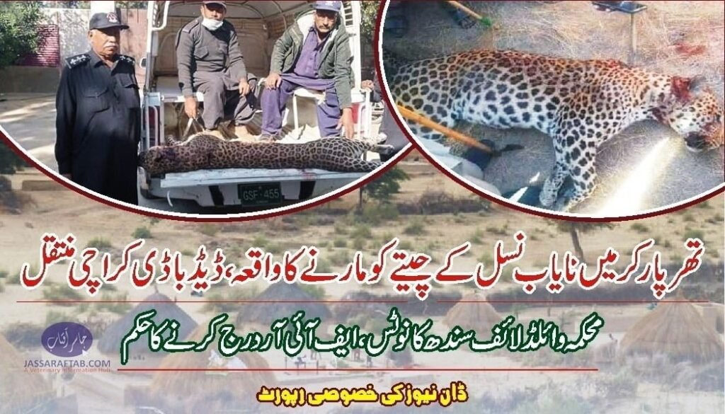 Leopard killed in Tharparkar