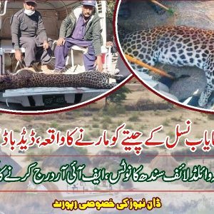 Leopard killed in Tharparkar