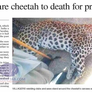 Cheetah Killed By Villagers