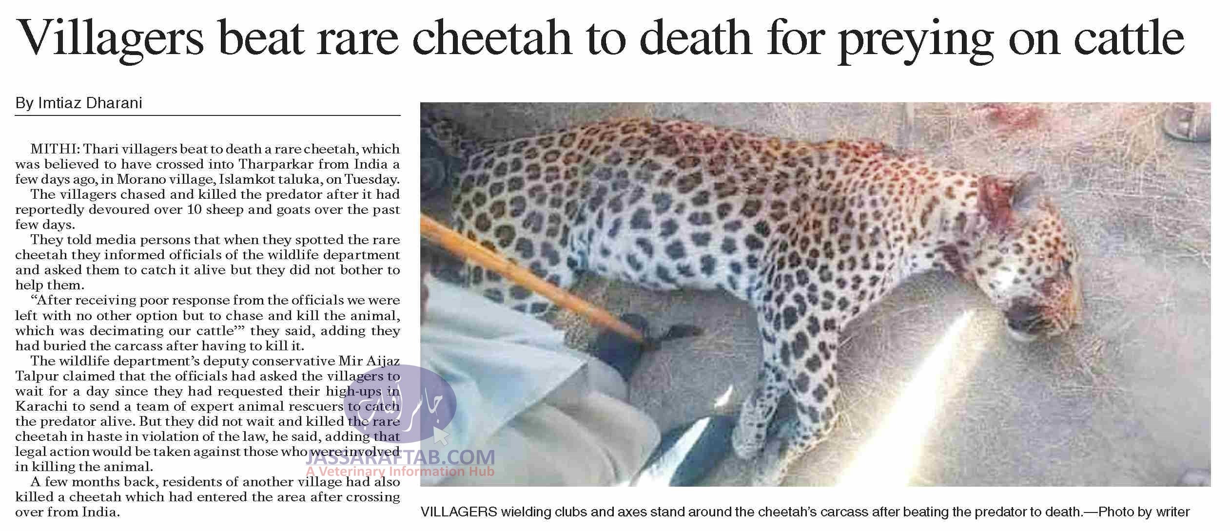  Cheetah Killed By Villagers