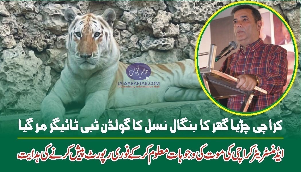 Golden tabby tiger died at Karachi zoo