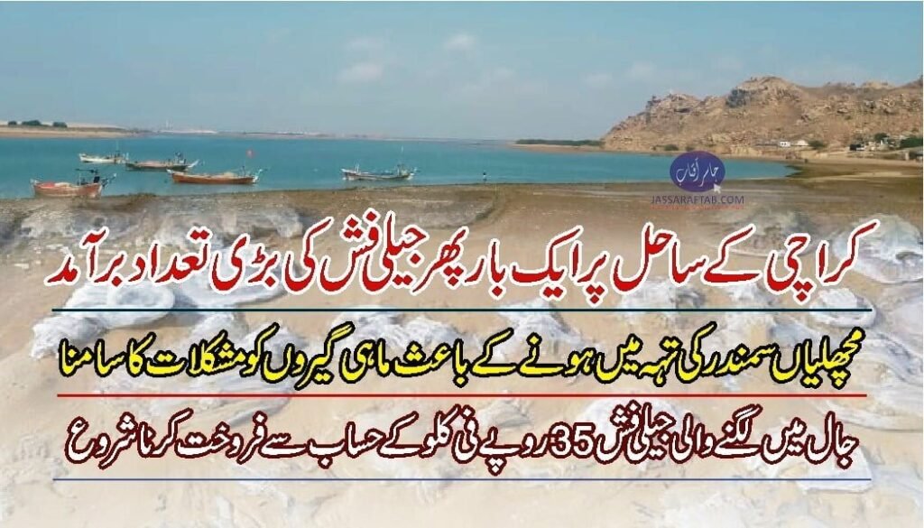 Jellyfish in karachi