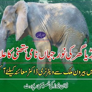 Noor Jehan being treated for joint pain at Karachi Zoo