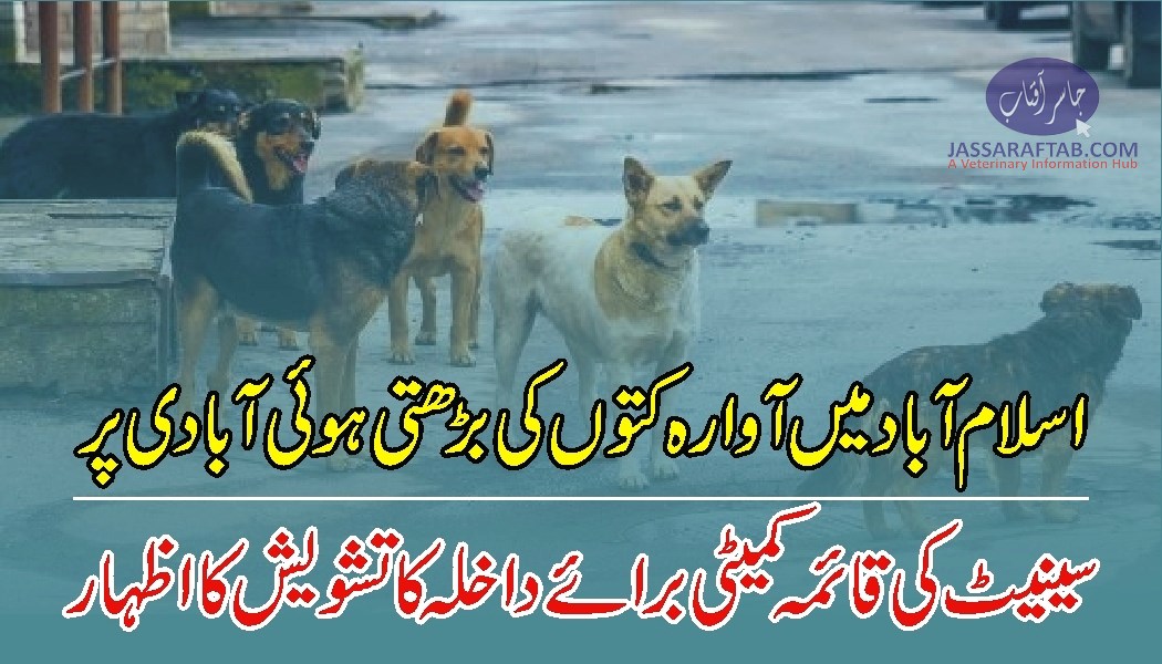 اسلام آباد میں آوارہ کتوں کی بڑھتی ہوئی آبادی پر سینیٹ کی قائمہ کمیٹی برائے داخلہ کا تشویش کا اظہار