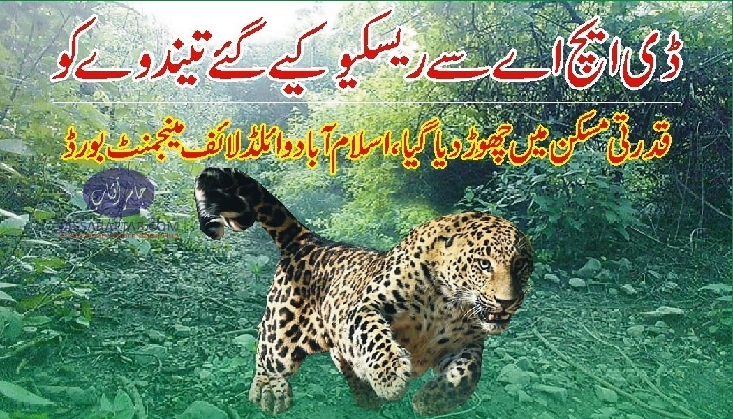 Rescued leopard released into natural habitat