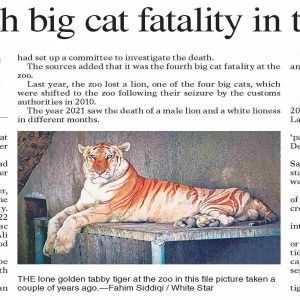 Death of Golden Tabby Tiger