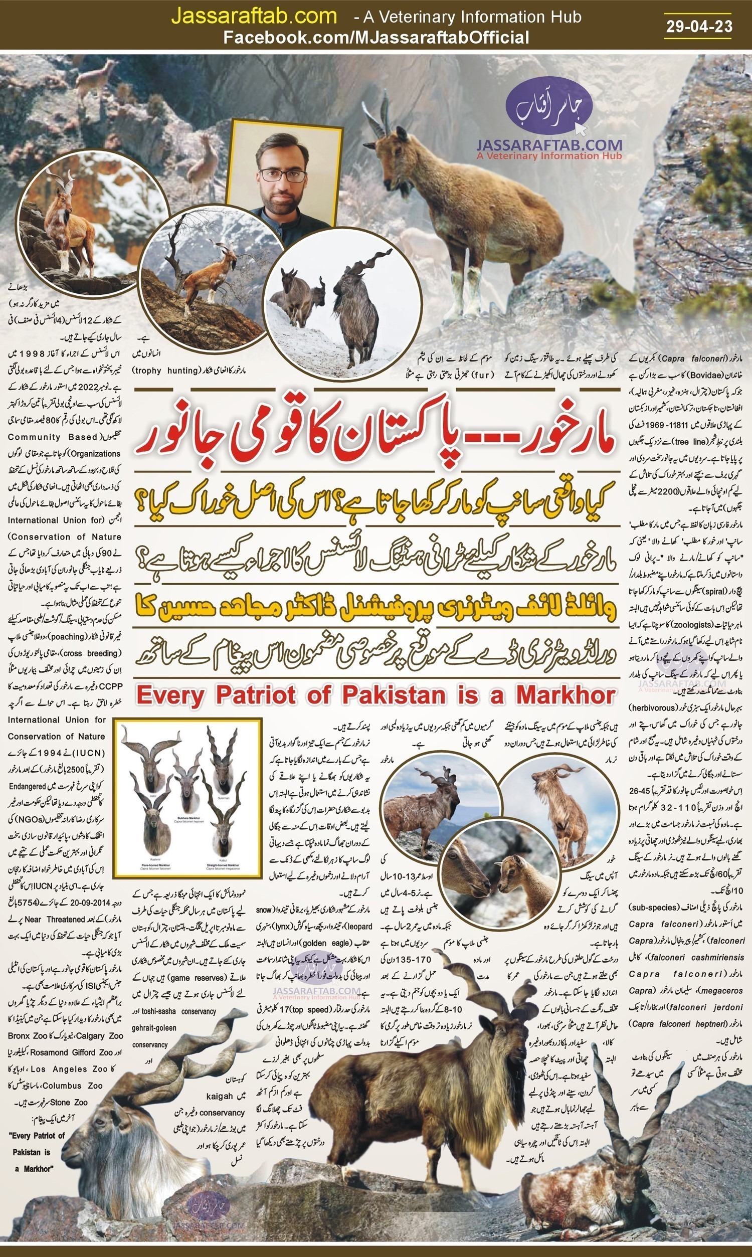 Markhor in Pakistan, types of Markhor, Markhor habitat. Markhor meaning in Urdu