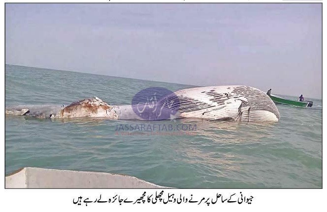 Dead blue whale sighted near Jiwani -